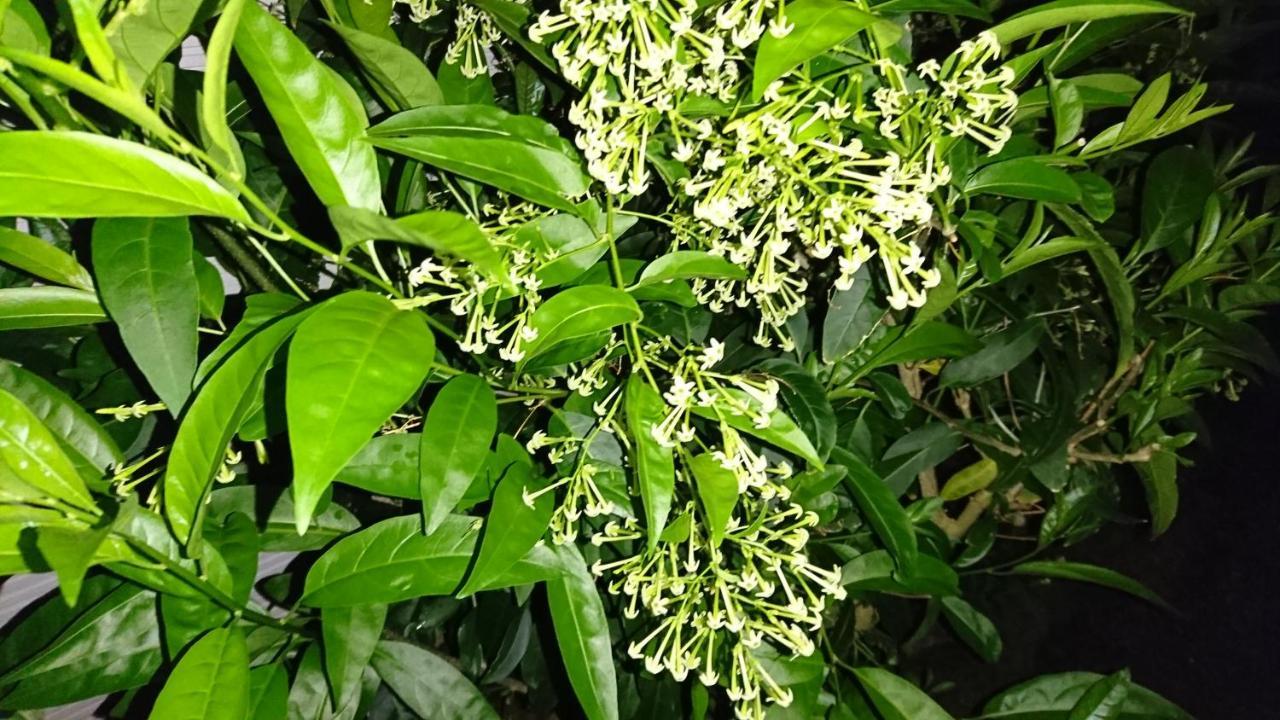 Sokodo-So Hachijo Luaran gambar